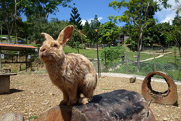 Image showing Cute rabbit in outdoor