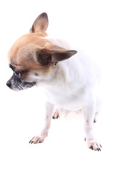 Image showing chihuahua is resting