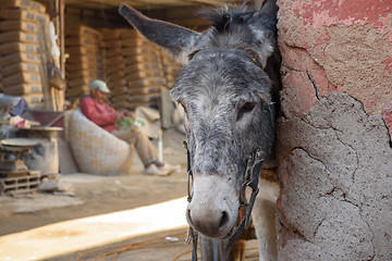 Image showing Donkey in Marrakesh, Morocco