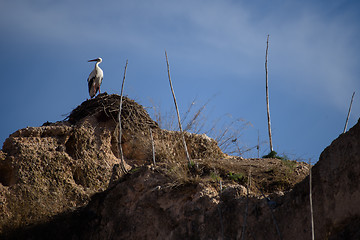 Image showing Stork in Meknes - one of the four Imperial cities of Morocco