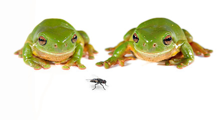 Image showing two green tree frogs and a fly