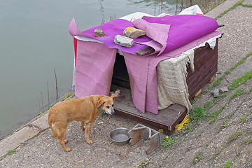 Image showing Stray Dog House