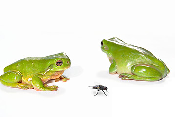 Image showing two green tree frogs and a fly