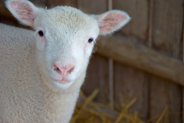 Image showing cute lamb