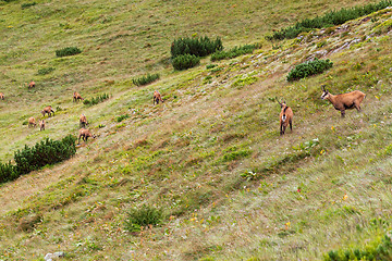 Image showing Tatra chamois in Hight Tatras