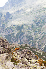 Image showing Tatra chamois in Hight Tatras