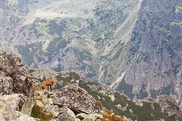 Image showing Tatra chamois in Hight Tatras