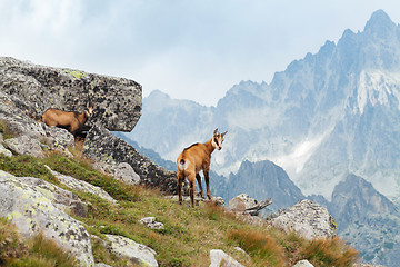 Image showing Tatra chamois in Hight Tatras