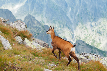 Image showing Tatra chamois in Hight Tatras