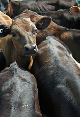 Image showing calves in a feedlot