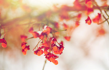 Image showing spindle or euonymus branch with fruits in winter