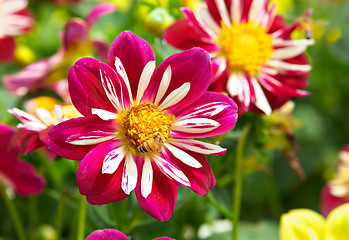 Image showing bees and flowers