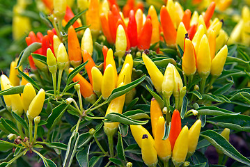 Image showing hot chilli peppers