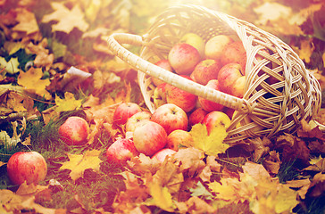 Image showing wicker basket of ripe red apples at autumn garden