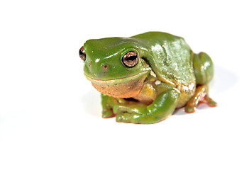 Image showing green tree frog on white background