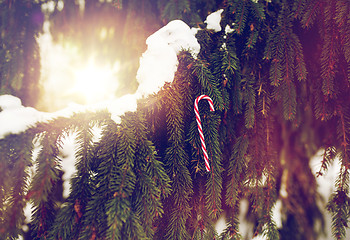 Image showing candy cane christmas toy on fir tree branch