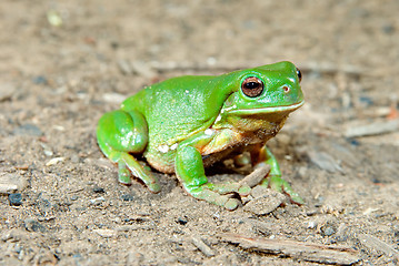 Image showing litoria caerula