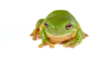 Image showing green tree frog on white