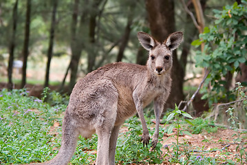 Image showing eastern grey kangaroo