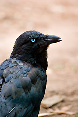 Image showing australian raven