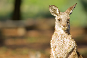 Image showing eastern grey kangaroo