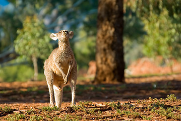 Image showing kangaroo head back