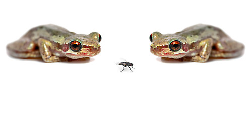 Image showing two frogs one fly