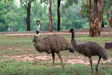 Image showing two emus