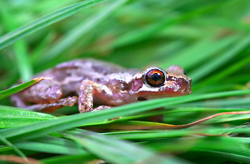 Image showing hiding in the grass