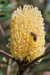 Image showing bee and a banksia