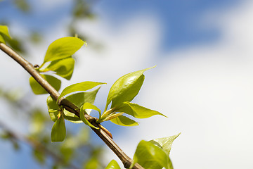 Image showing linden leaves, spring