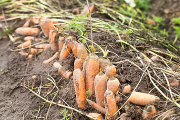 Image showing red carrots in the field