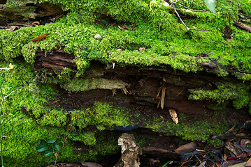 Image showing mossy log