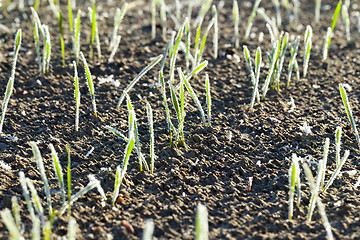 Image showing green wheat in frost, close-up