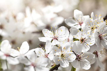 Image showing cherry blossoms, close-up