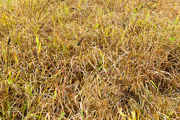 Image showing yellowed grass, autumn