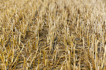 Image showing straw in the field