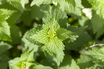 Image showing Young green nettle