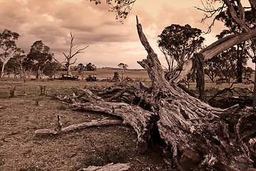 Image showing fallen tree