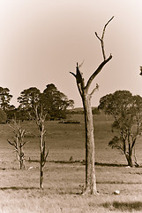 Image showing three dead trees