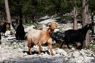 Image showing Herd of goats in forest