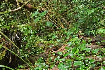 Image showing rain forest