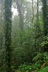 Image showing rain forest