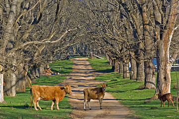 Image showing cows in the road