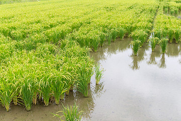 Image showing Green Rice field