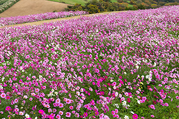 Image showing Cosmos field in autumn