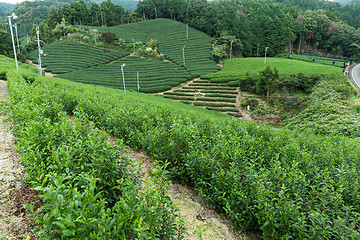 Image showing Tea plantation Cameron