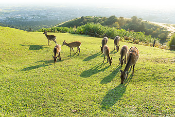 Image showing Many deer eating grass