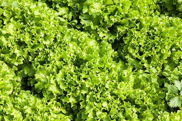 Image showing culture of organic salad in greenhouses