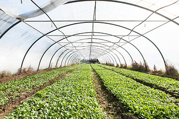 Image showing organic radish planting in greenhouses